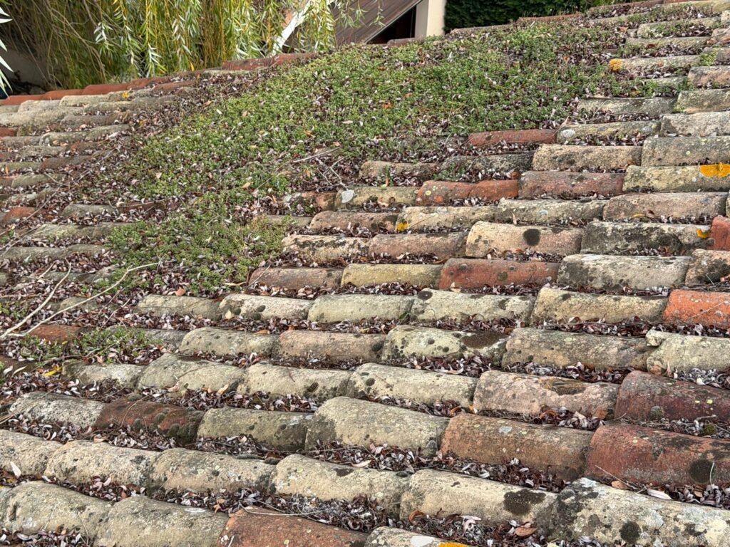 Tuiles canal envahies mousse vegetation avant nettoyage